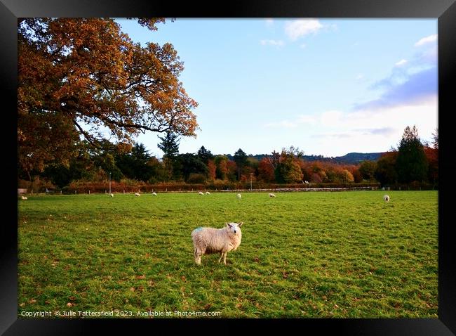 Sheep in wales Framed Print by Julie Tattersfield