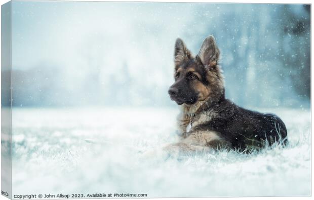German Shepherd in the winter snow Canvas Print by John Allsop