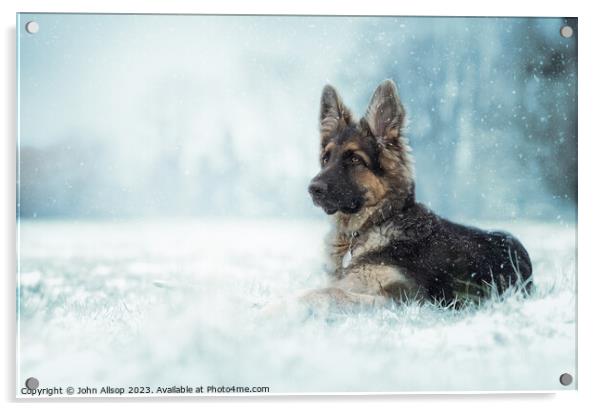 German Shepherd in the winter snow Acrylic by John Allsop
