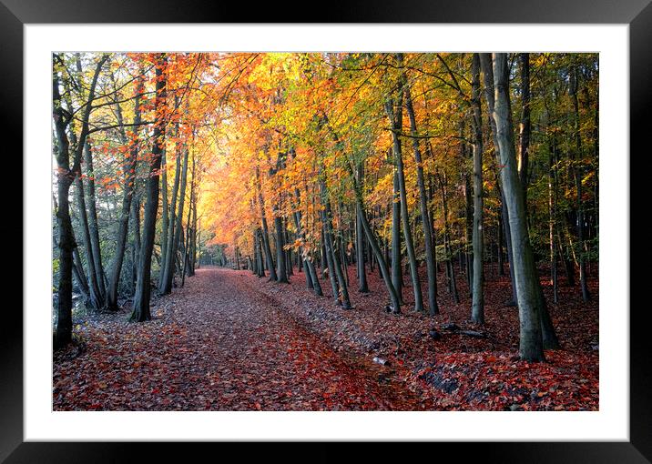 Into the Light ~ Newmillerdam near Wakefield Framed Mounted Print by Tim Hill