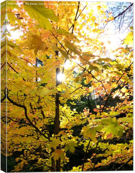Maple tree leaves slowly turning gold to red Canvas Print by Phil Banks