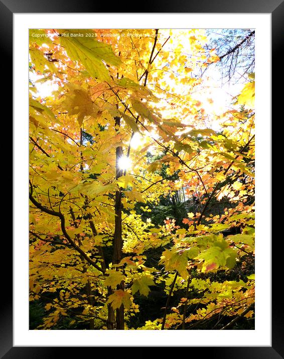 Maple tree leaves slowly turning gold to red Framed Mounted Print by Phil Banks