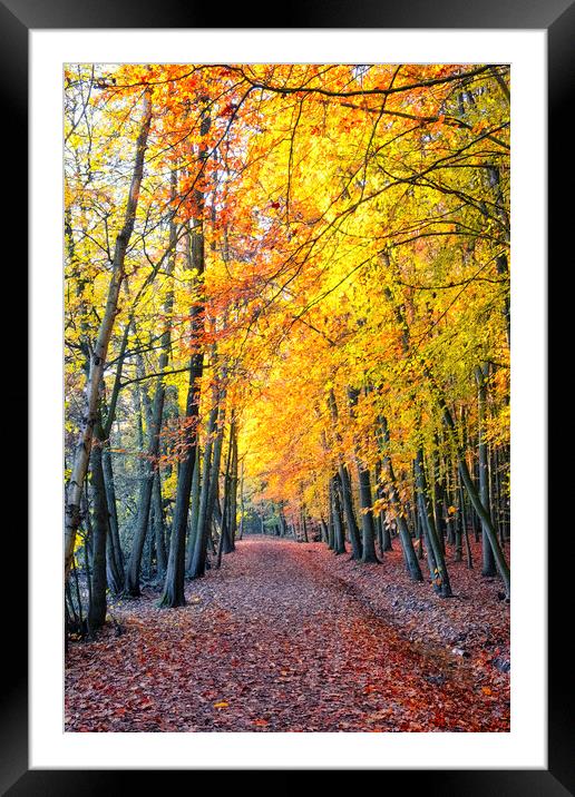 Newmillerdam Wakefield: Autumn Colour Framed Mounted Print by Tim Hill
