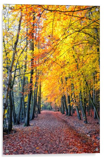 Newmillerdam Wakefield: Autumn Colour Acrylic by Tim Hill