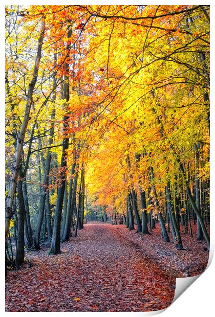 Newmillerdam Wakefield: Autumn Colour Print by Tim Hill