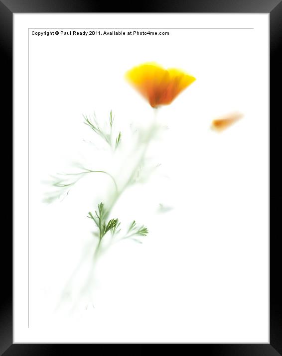 The Californian Poppy Framed Mounted Print by Paul Ready