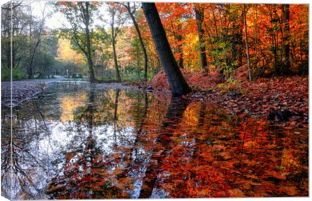 Newmillerdam Autumn Puddles Canvas Print by Tim Hill