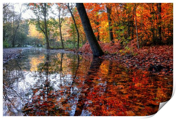 Newmillerdam Autumn Puddles Print by Tim Hill