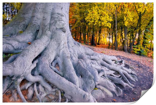 Newmillerdam Tree Roots at Sunrise Print by Tim Hill