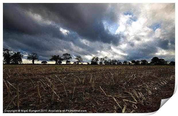 After the Harvest Print by Nigel Bangert