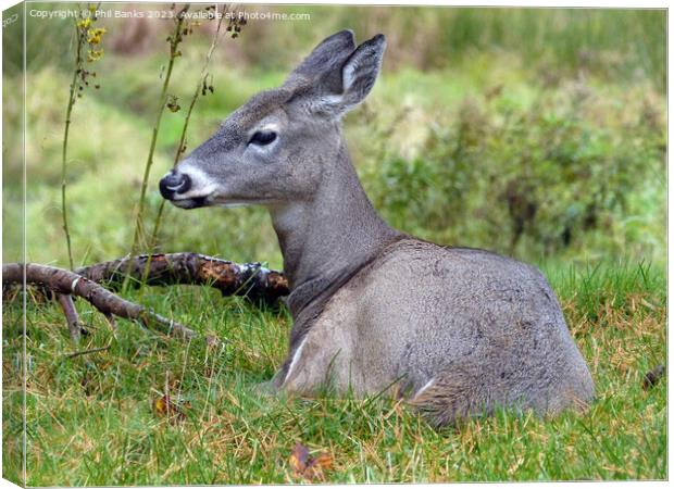 Female white tailed deer at rest  Canvas Print by Phil Banks