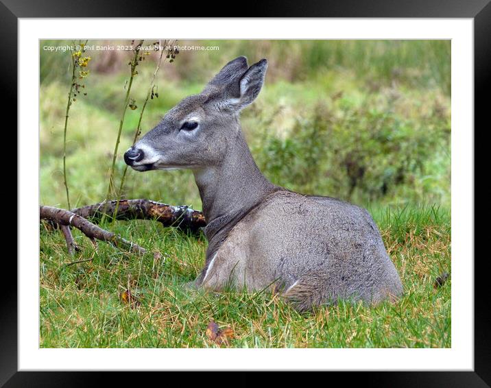Female white tailed deer at rest  Framed Mounted Print by Phil Banks