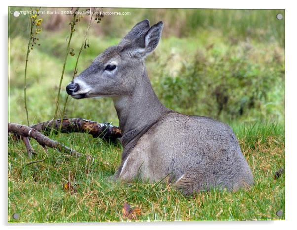 Female white tailed deer at rest  Acrylic by Phil Banks