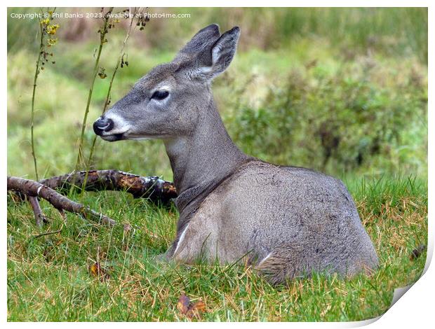 Female white tailed deer at rest  Print by Phil Banks