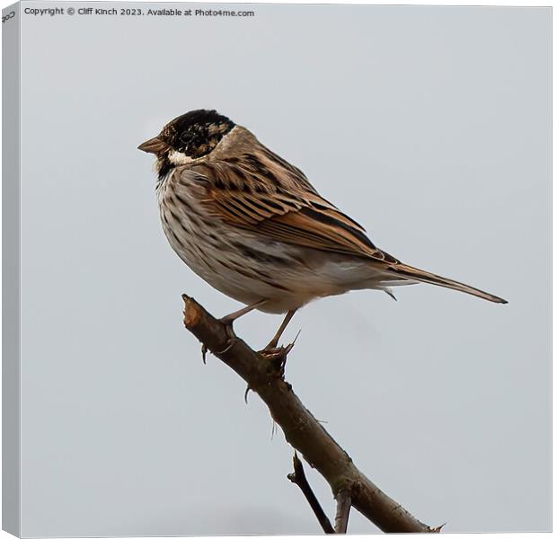 Reed Bunting Canvas Print by Cliff Kinch