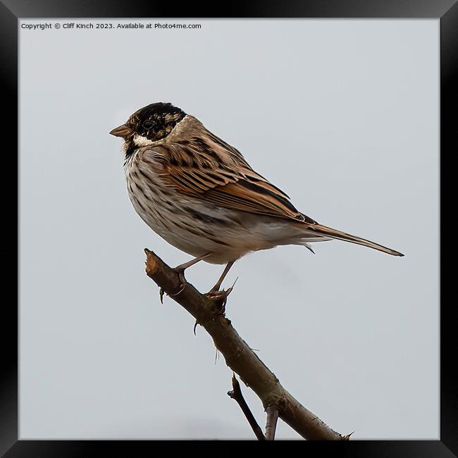 Reed Bunting Framed Print by Cliff Kinch