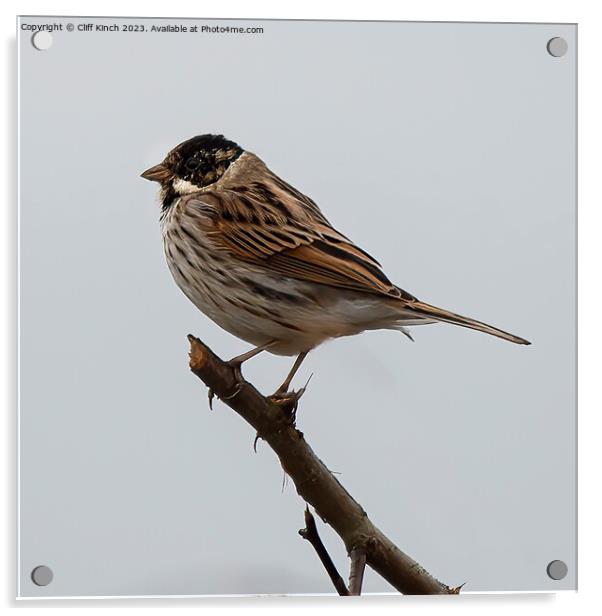 Reed Bunting Acrylic by Cliff Kinch