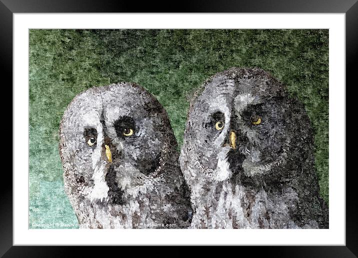 Great Grey Owl Painting Framed Mounted Print by Dawn O'Connor