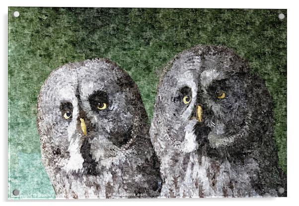 Great Grey Owl Painting Acrylic by Dawn O'Connor