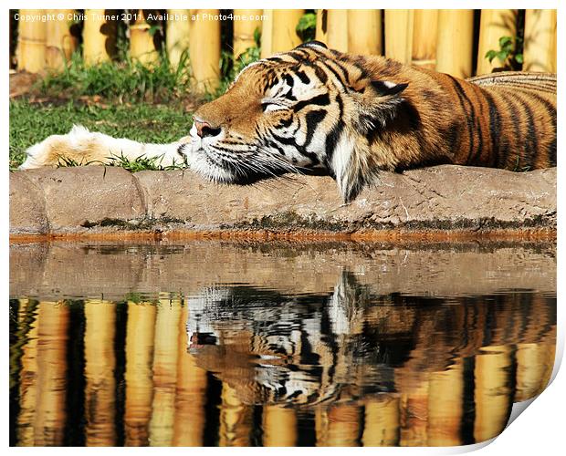 Tiger,tiger Print by Chris Turner