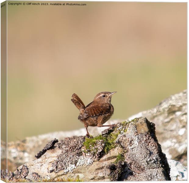 Wren perched on a stone wall Canvas Print by Cliff Kinch