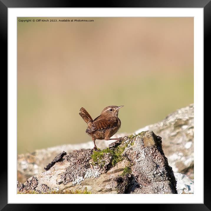 Wren perched on a stone wall Framed Mounted Print by Cliff Kinch