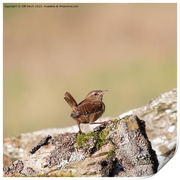 Wren perched on a stone wall Print by Cliff Kinch