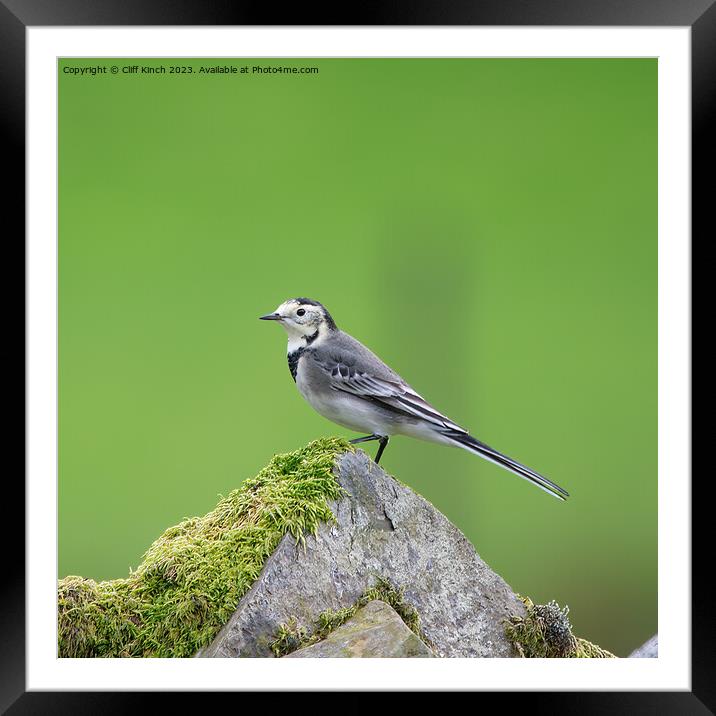 Pied Wagtail Framed Mounted Print by Cliff Kinch