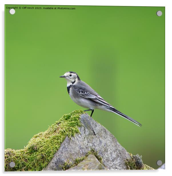 Pied Wagtail Acrylic by Cliff Kinch