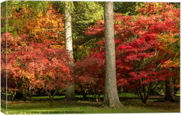 Acer trees in a woodland setting with all their vibrant colors of fall Canvas Print by Joy Walker