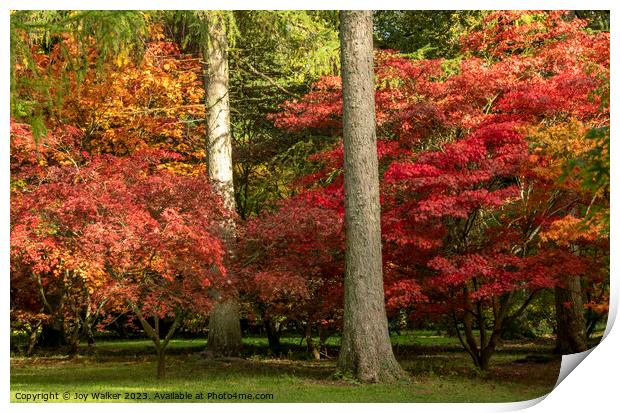 Acer trees in a woodland setting with all their vibrant colors of fall Print by Joy Walker