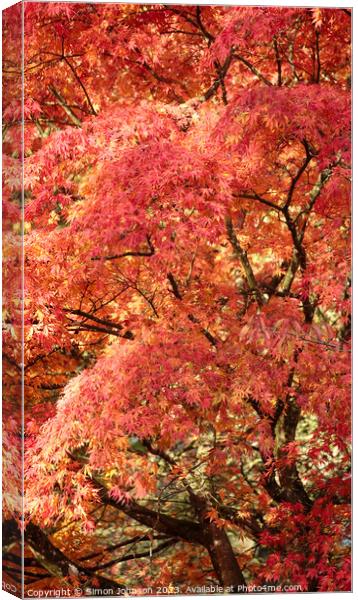 Plant leaves Canvas Print by Simon Johnson