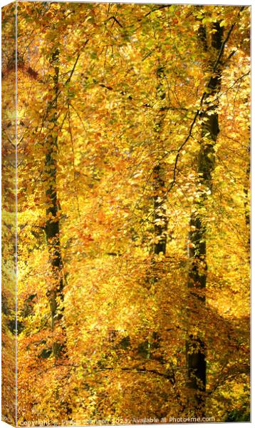 Autumn colour Batsford Wooods  Canvas Print by Simon Johnson