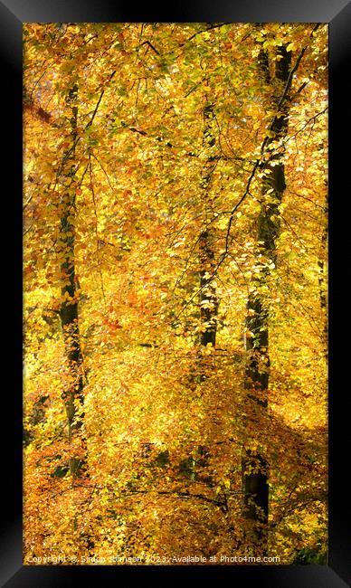 Autumn colour Batsford Wooods  Framed Print by Simon Johnson