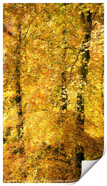 Autumn colour Batsford Wooods  Print by Simon Johnson