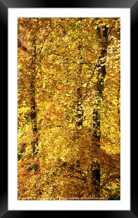 Beech woodland autumn Framed Mounted Print by Simon Johnson