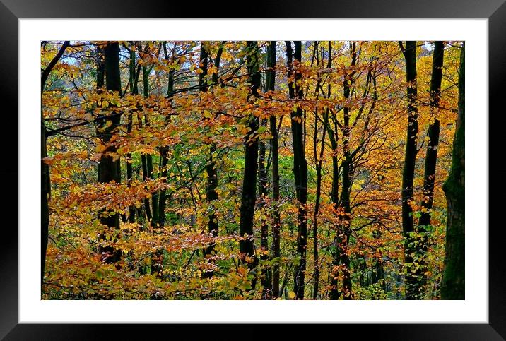 Autumn Trees, Forest of Bowland Framed Mounted Print by Michele Davis
