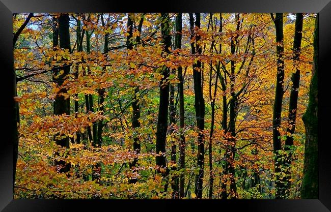 Autumn Trees, Forest of Bowland Framed Print by Michele Davis