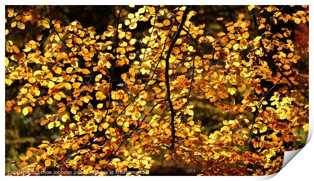 sunlit beech leaves Print by Simon Johnson
