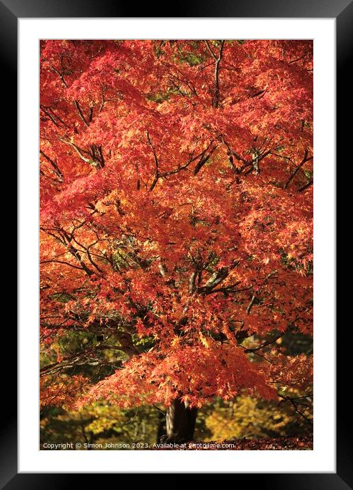 Acer leaves  Framed Mounted Print by Simon Johnson