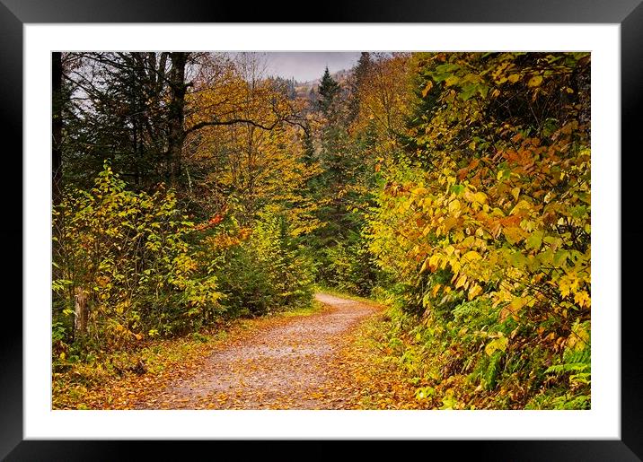 Autumn Woodland Walk Framed Mounted Print by Martyn Arnold