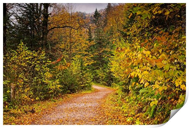 Autumn Woodland Walk Print by Martyn Arnold
