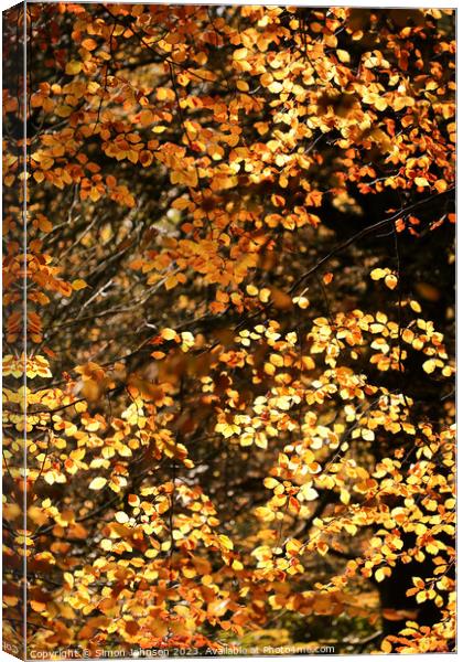 sunlit   beech leaves Canvas Print by Simon Johnson