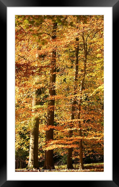 Autumn colour  Framed Mounted Print by Simon Johnson