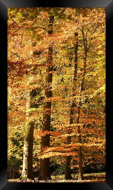Autumn colour  Framed Print by Simon Johnson