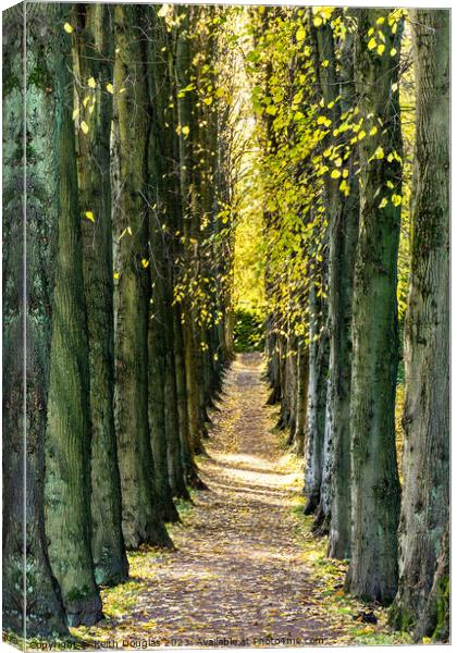 Sunlit avenue of trees Canvas Print by Keith Douglas