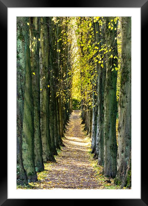 Sunlit avenue of trees Framed Mounted Print by Keith Douglas