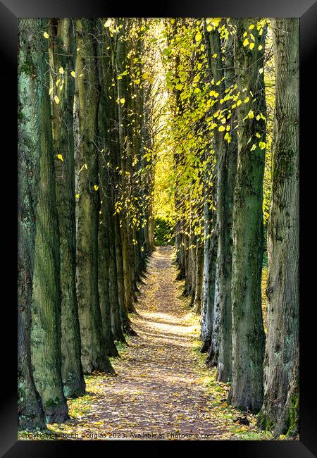 Sunlit avenue of trees Framed Print by Keith Douglas