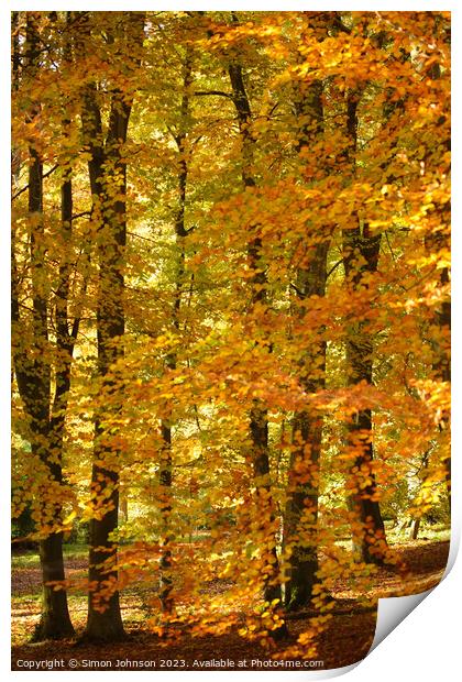 Autumnal woods Print by Simon Johnson
