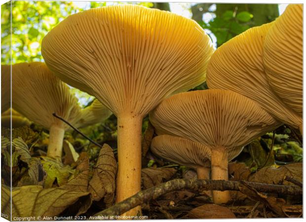 Fungi Towers Canvas Print by Alan Dunnett
